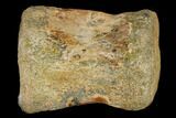 Fossil Hadrosaur (Edmontosaurus) Vertebra - Hell Creek Formation #114528-3